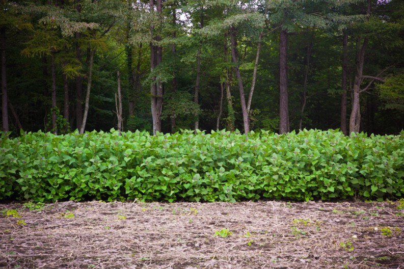 notworkrelated_mtfuji1_25