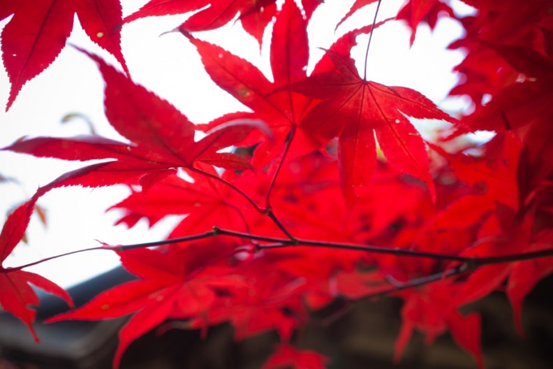 notworkrelated_Koyasan_08
