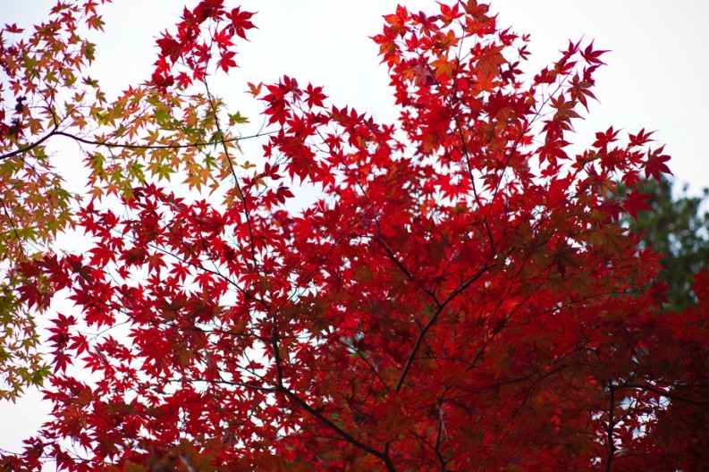 notworkrelated_Koyasan_10