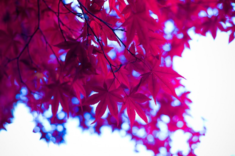 notworkrelated_Koyasan_11