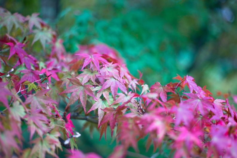 notworkrelated_Kyoto3_25