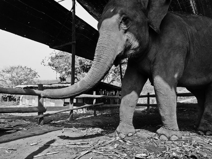 notworkrelated chiang mai elephants 02