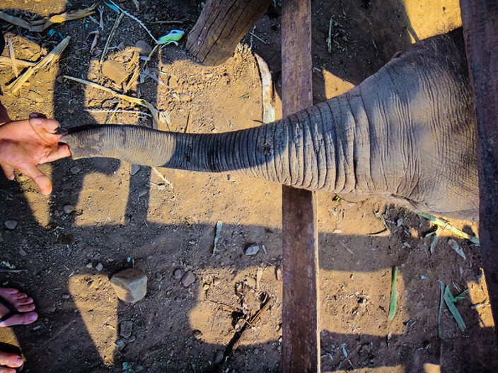 notworkrelated chiang mai elephants 03