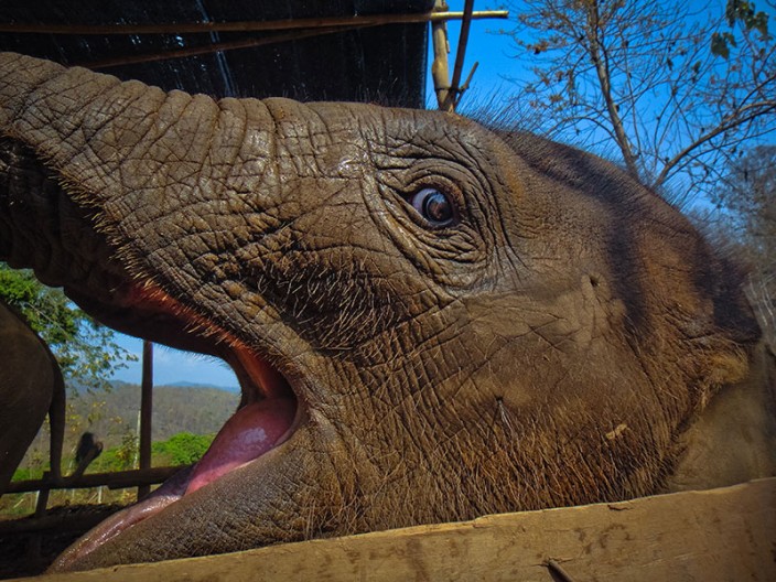 notworkrelated chiang mai elephants 04