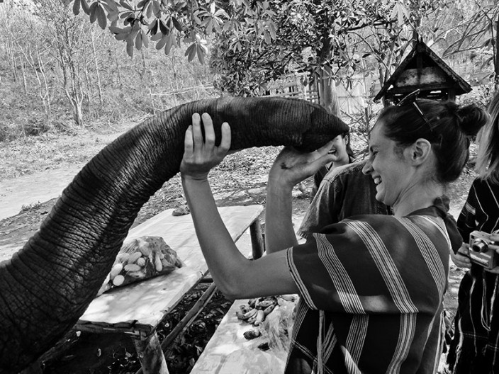 notworkrelated chiang mai elephants 05