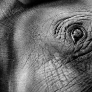 notworkrelated chiang mai elephants 07