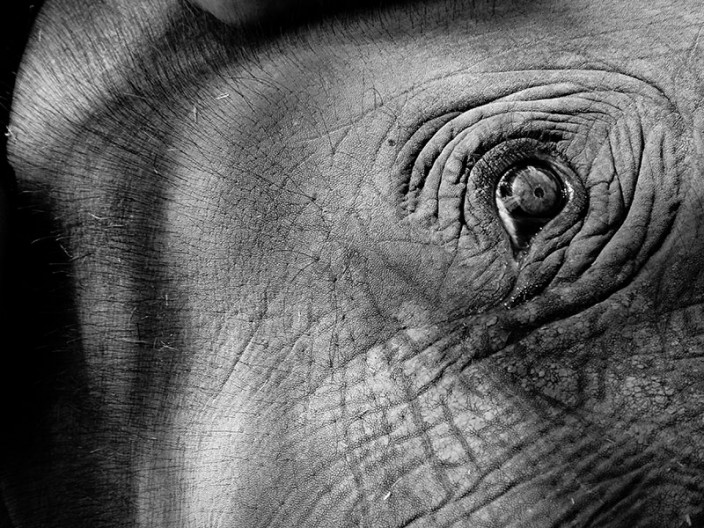 notworkrelated chiang mai elephants 07