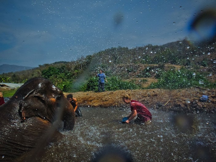 notworkrelated chiang mai elephants 16