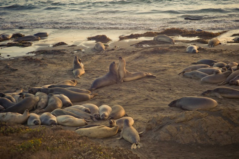 notworkrelated_usa_road_trip_big_sur_11