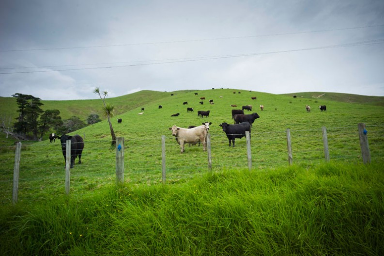 notworkrelated_nz_coromandel_peninsula_16