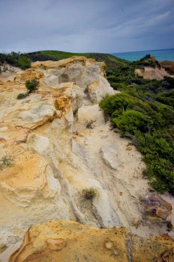 notworkrelated_nz_kauri_coast_02