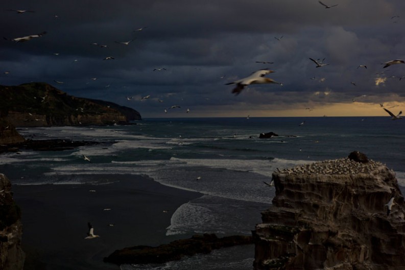 notworkrelated_nz_muriwai_beach_17