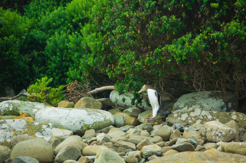 notworkrelated_new_zealand_caitlens_curio_bay_07