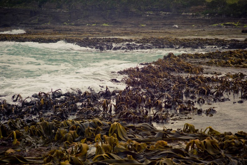 notworkrelated_new_zealand_caitlens_curio_bay_11