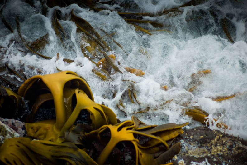 notworkrelated_new_zealand_caitlens_curio_bay_12