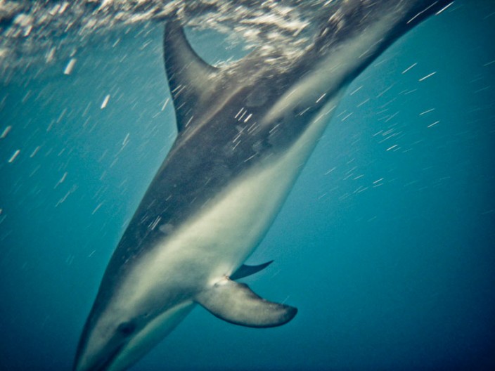 notworkrelated_new_zealand_kiakoura_10