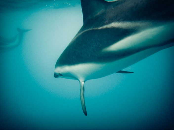 notworkrelated_new_zealand_kiakoura_19