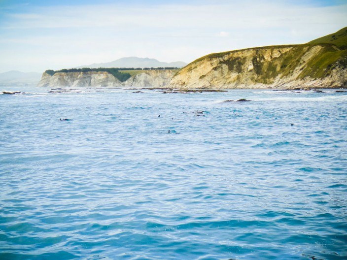 notworkrelated_new_zealand_kiakoura_23