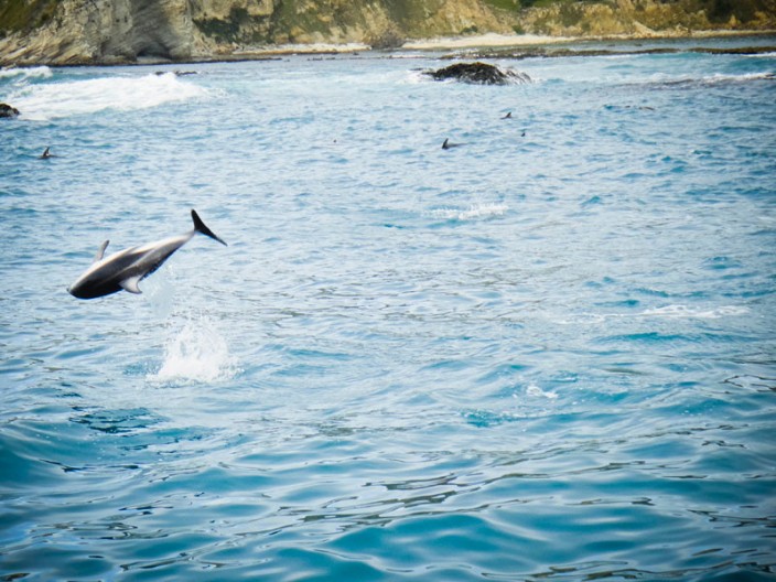 notworkrelated_new_zealand_kiakoura_25