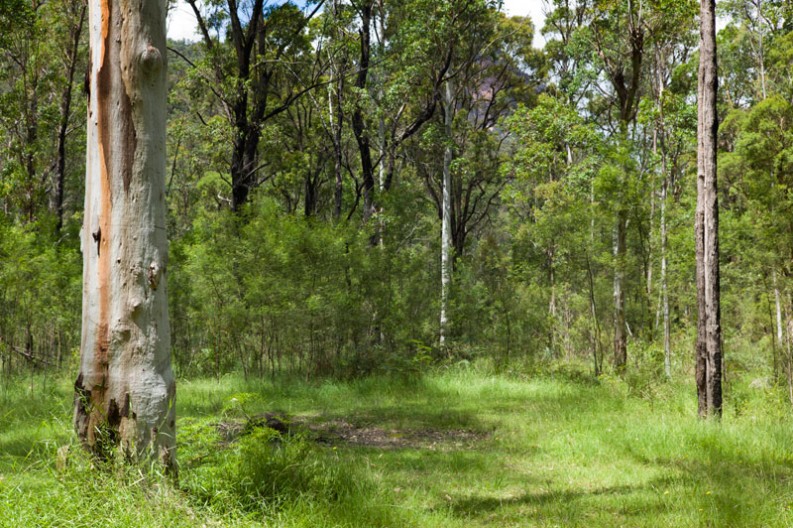 notworkrelated_australia_blue_gum_forest_01