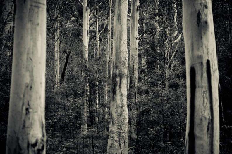notworkrelated_australia_blue_gum_forest_02