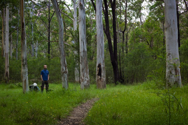 notworkrelated_australia_blue_gum_forest_03