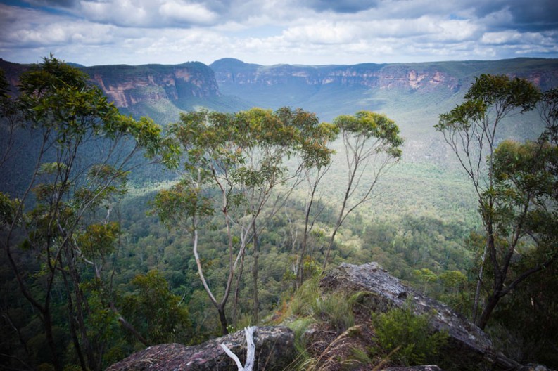 notworkrelated_australia_blue_gum_forest_06