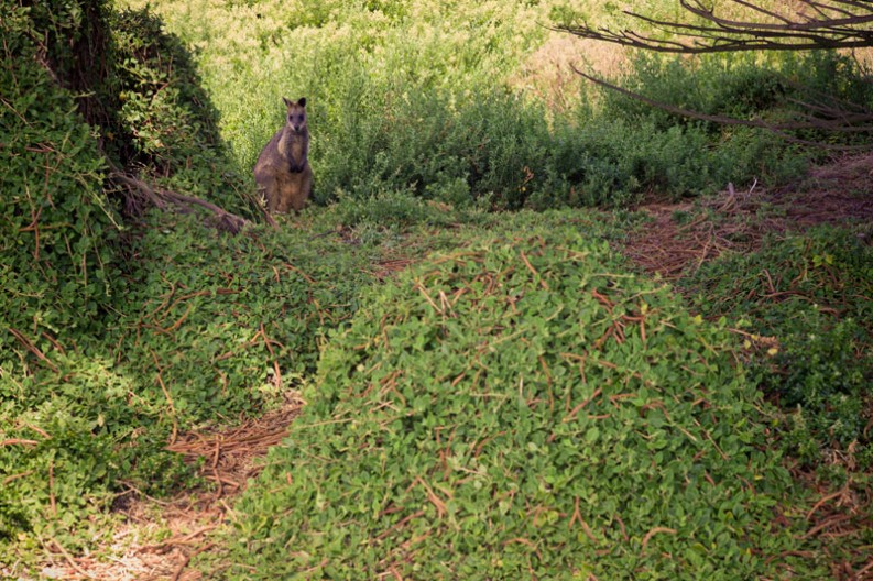 notworkrelated_australia_port_fairy_04