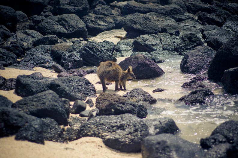 notworkrelated_australia_port_fairy_05