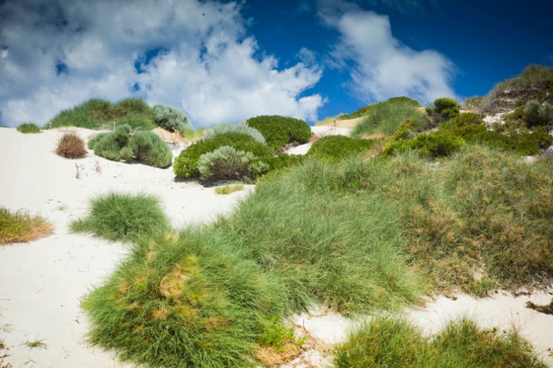 notworkrelated_australia_rottnest_island_03