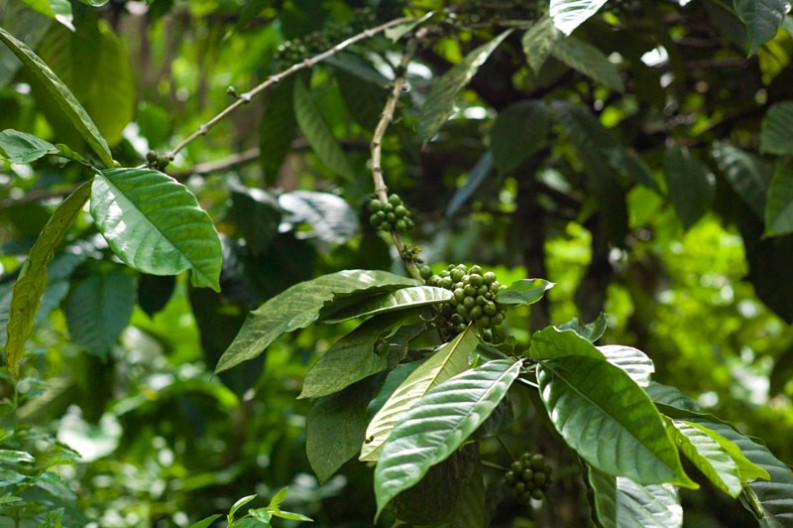 notworkrelated_bali_munduk_01