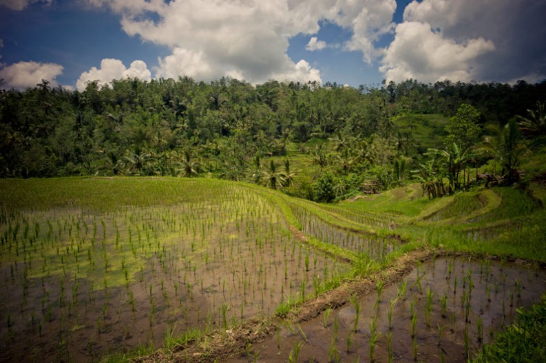 notworkrelated_bali_ubud_munduk_15