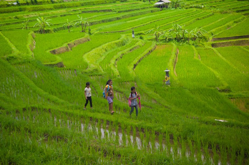 notworkrelated_bali_ubud_munduk_19