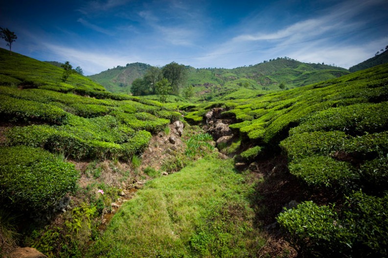 notworkrelated_india_munnar_28