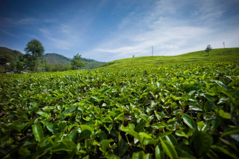 notworkrelated_india_munnar_29