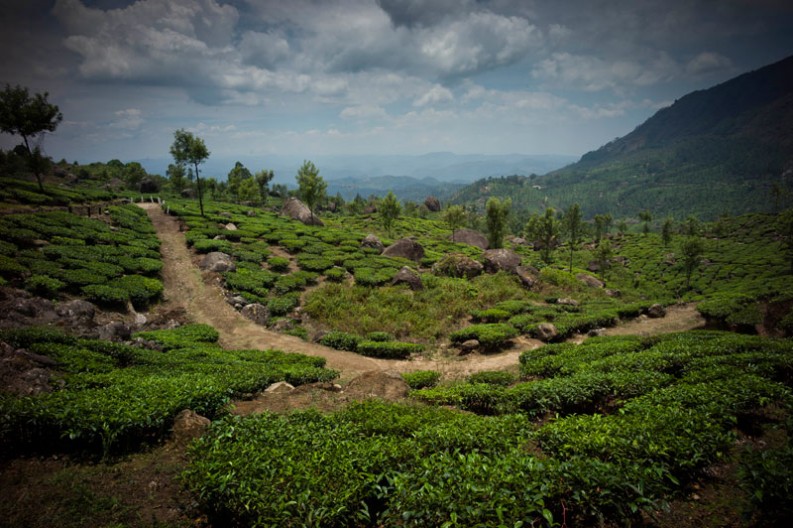 notworkrelated_india_munnar_45